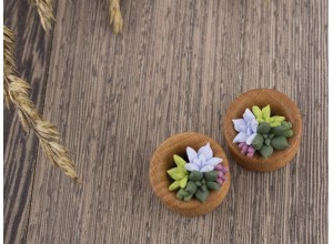 Cute succulents wooden tunnels light green blue lavender 8-20mm